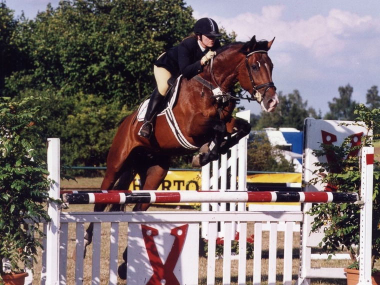 Cavallino